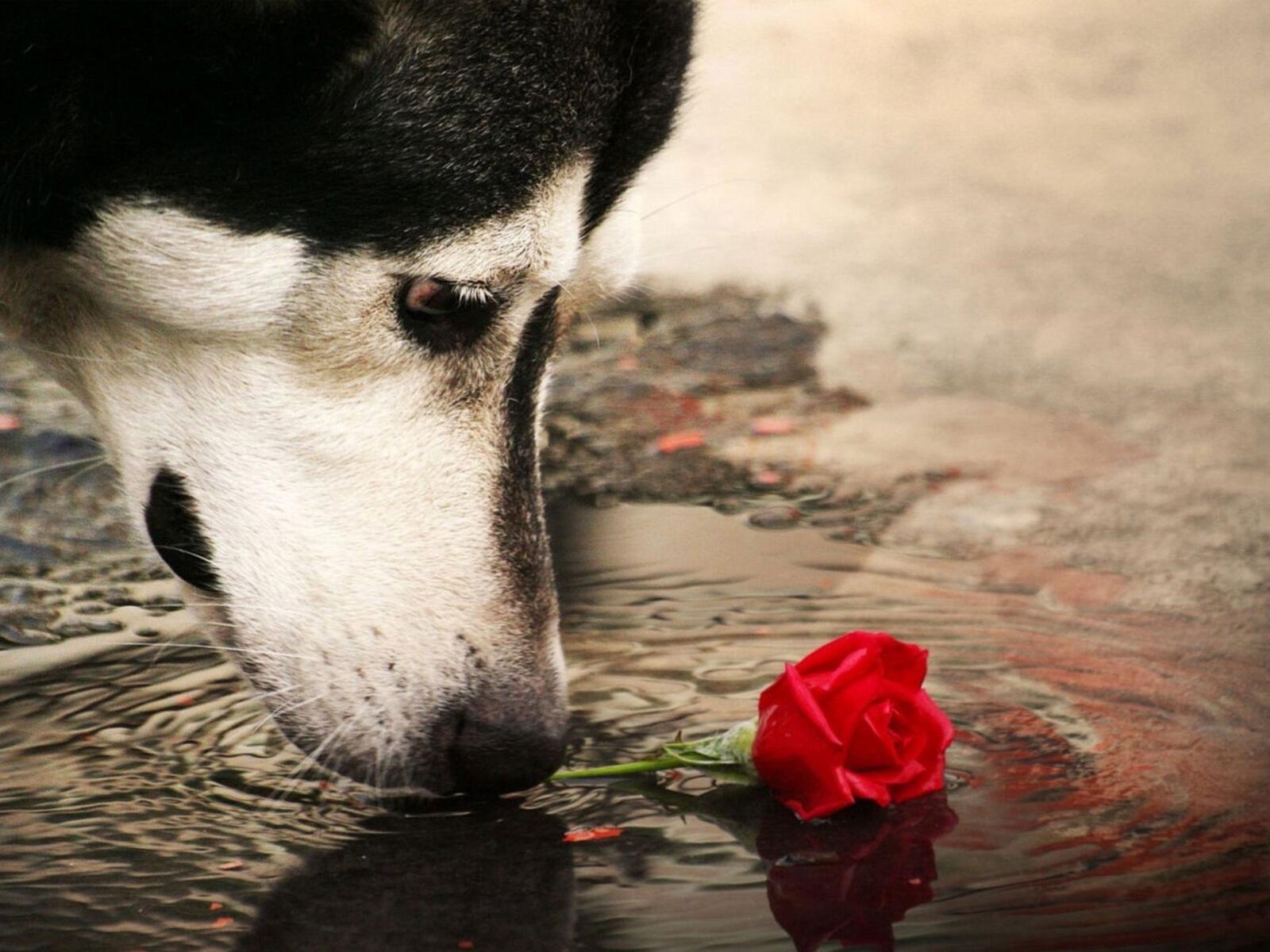 Free photo Husky with a red rose