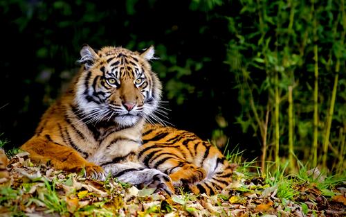 A tiger resting on a lawn with fallen leaves