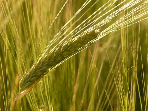 Зеленая пшеница крупным планом