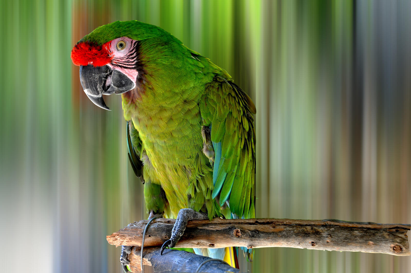 A green parrot sits on a tree branch