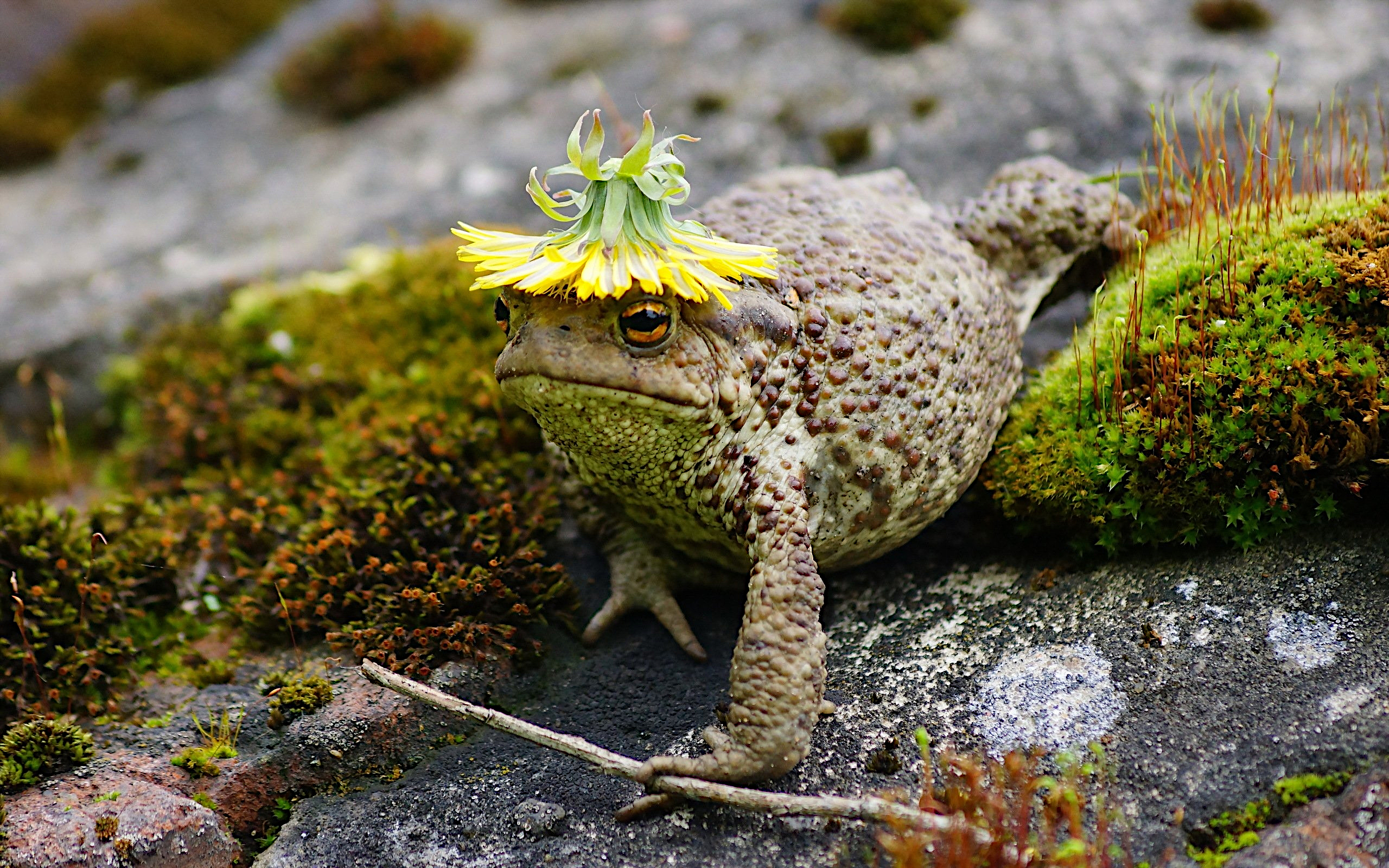 Free photo Funny toad with a flower on his head