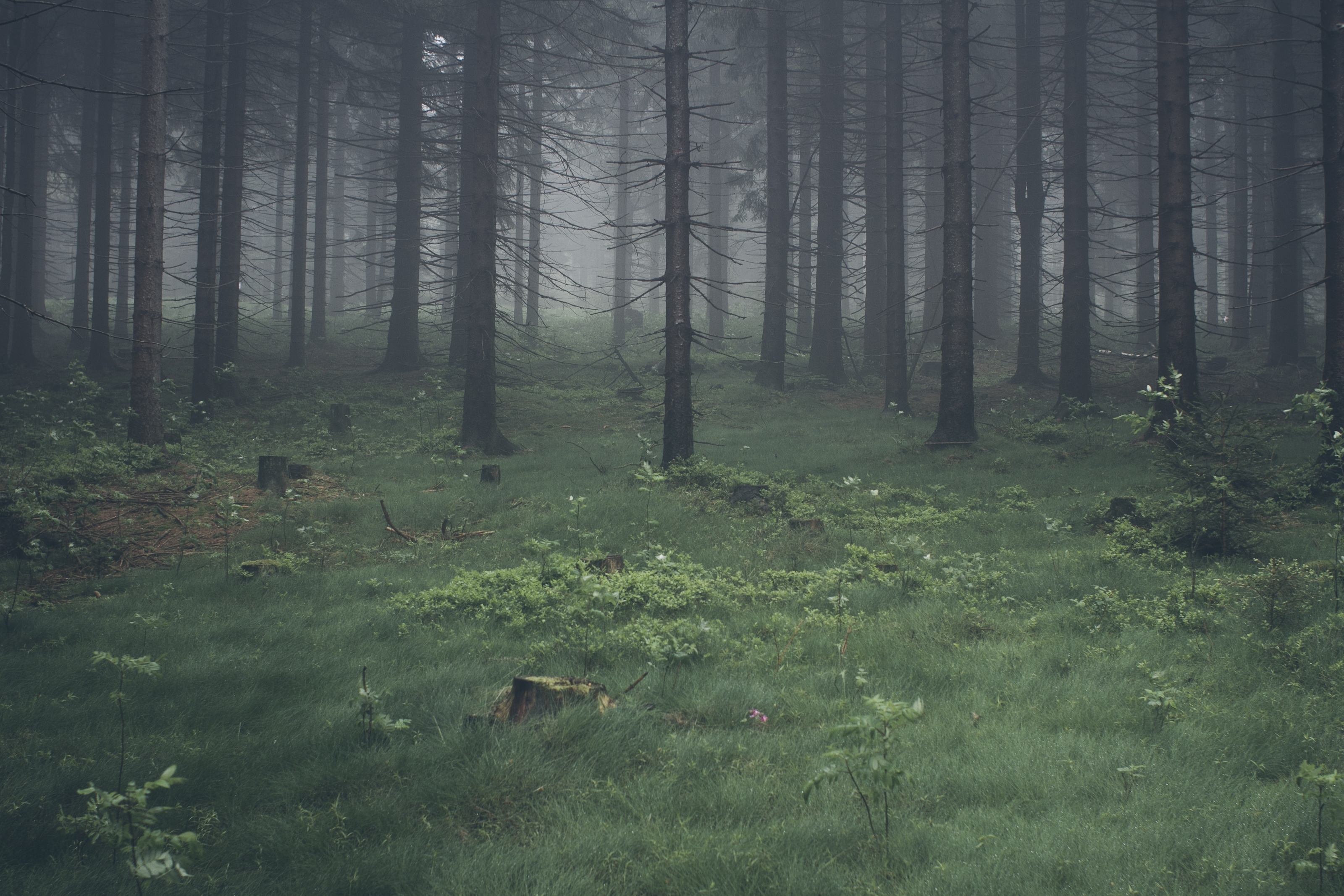 免费照片针叶林中的雾