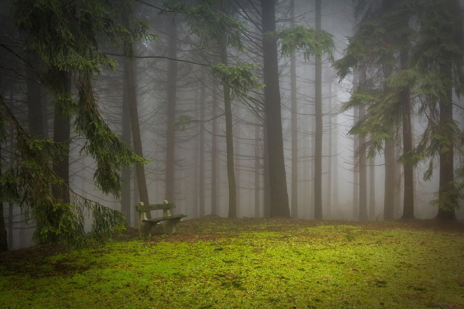 Бесплатное фото Лесной туман летним днем