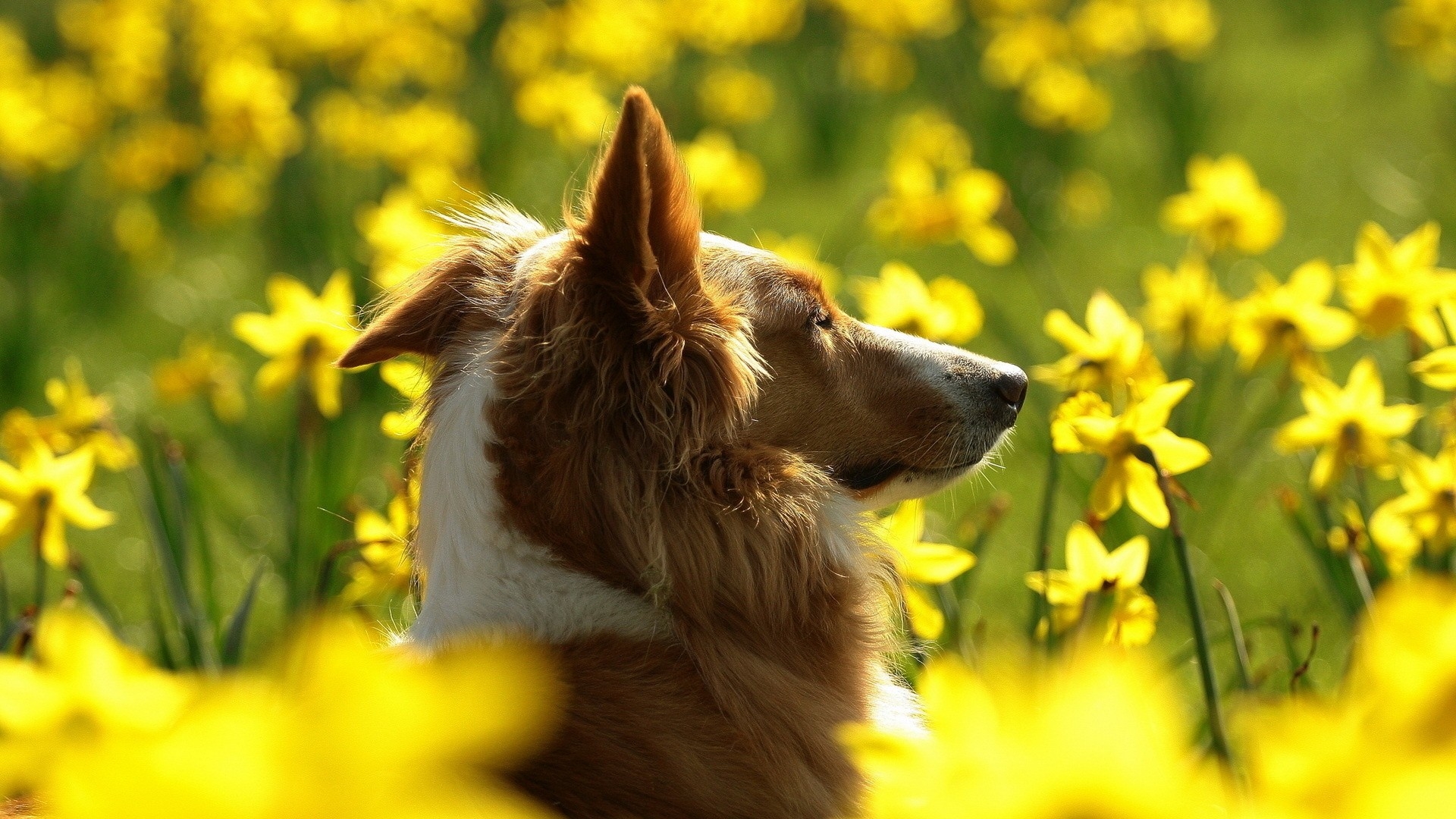 A dog in a field with yellow flowers