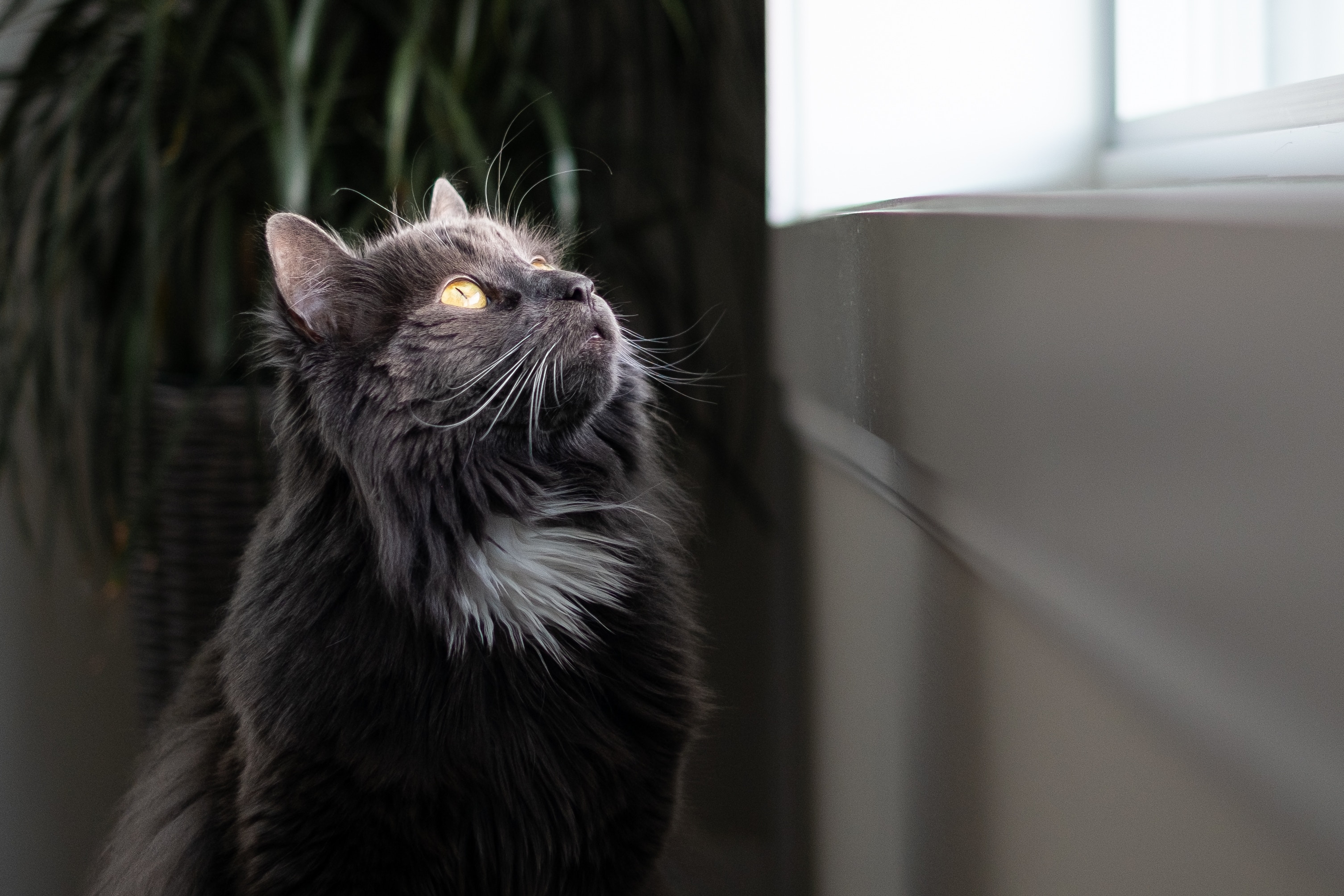 Черный кот смотрит в окно