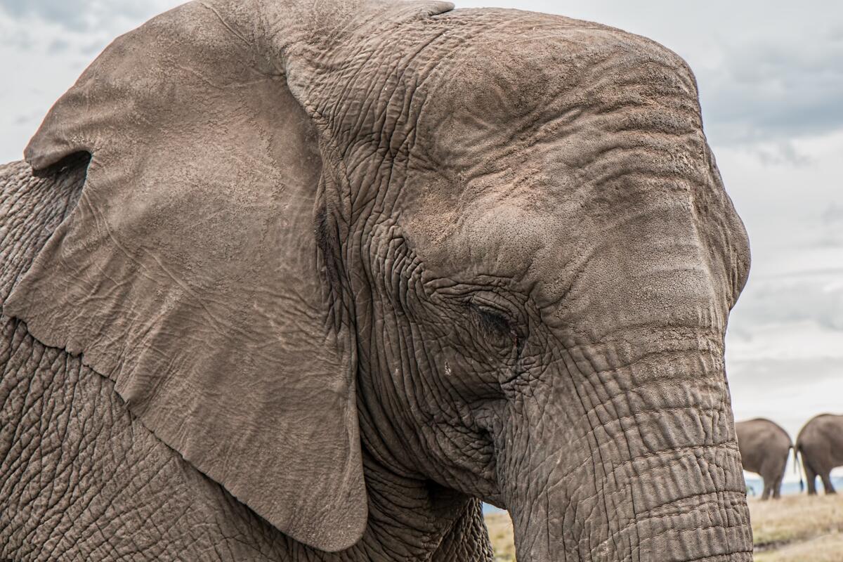Photo of an old elephant`s head