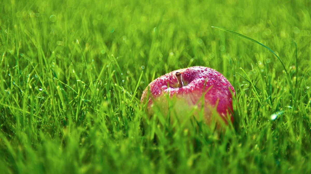 A red apple lies on green grass with raindrops on it