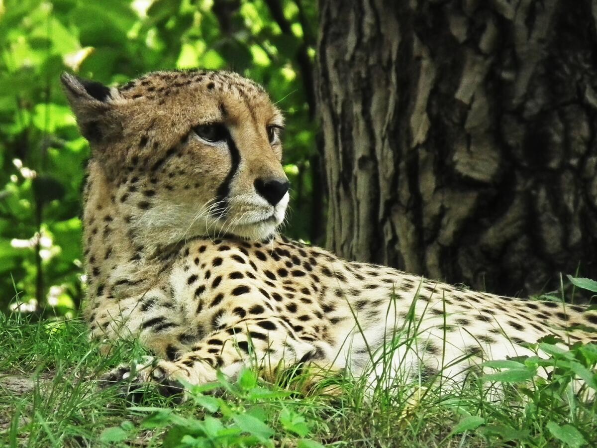 A cheetah lying under a tree