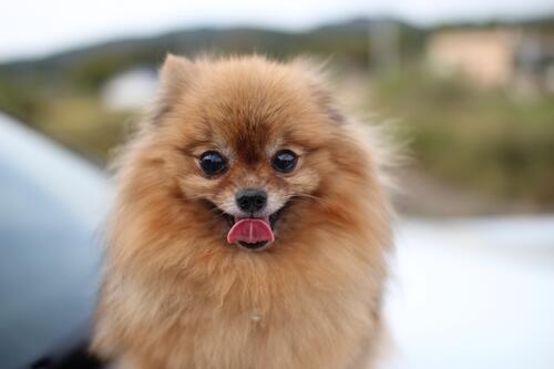A red Pomeranian Spitz stares into the camera