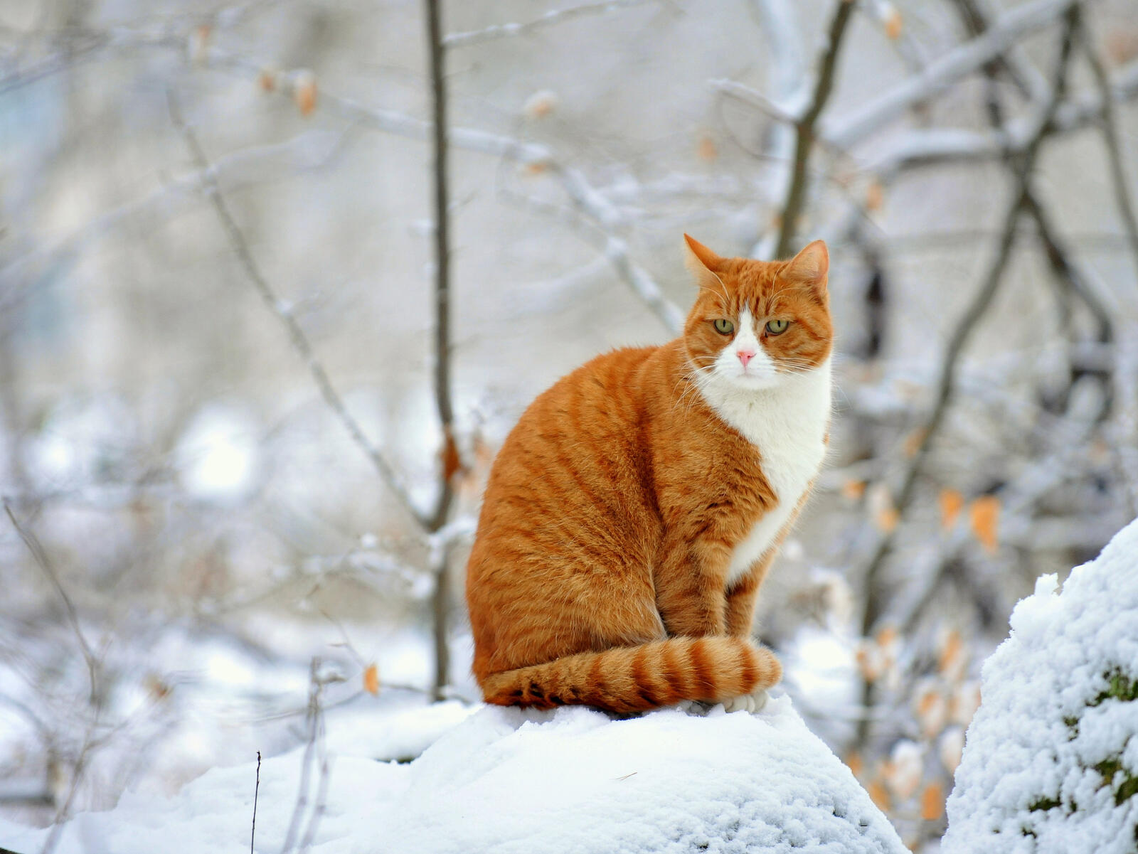 Free photo Red cat on a winter walk