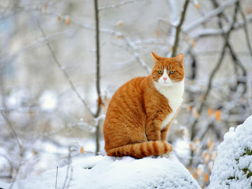Рыжий кот на зимней прогулке