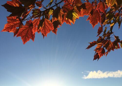 Autumn maple leaves in the blazing sunlight
