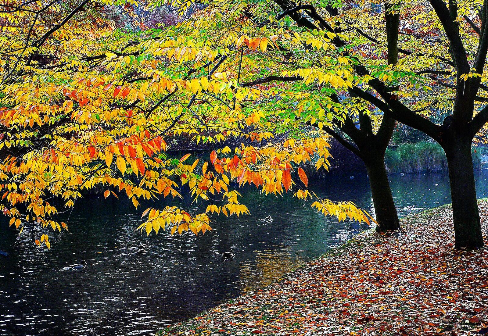 Free photo Autumn on the riverbank