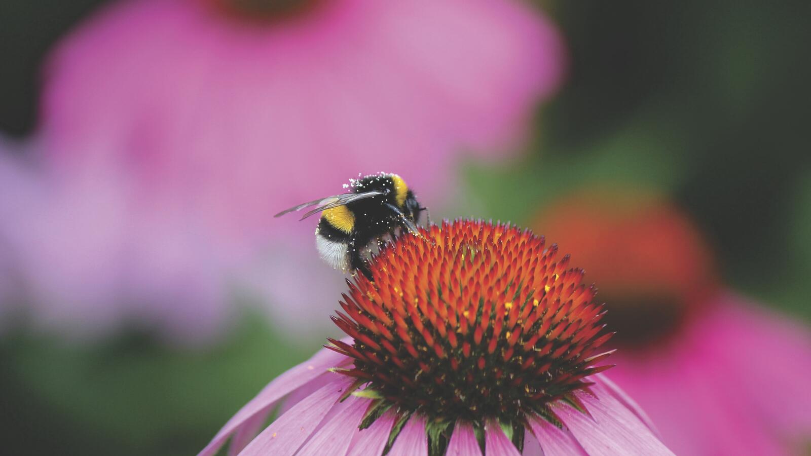 Free photo Wallpaper with a bee on a flower
