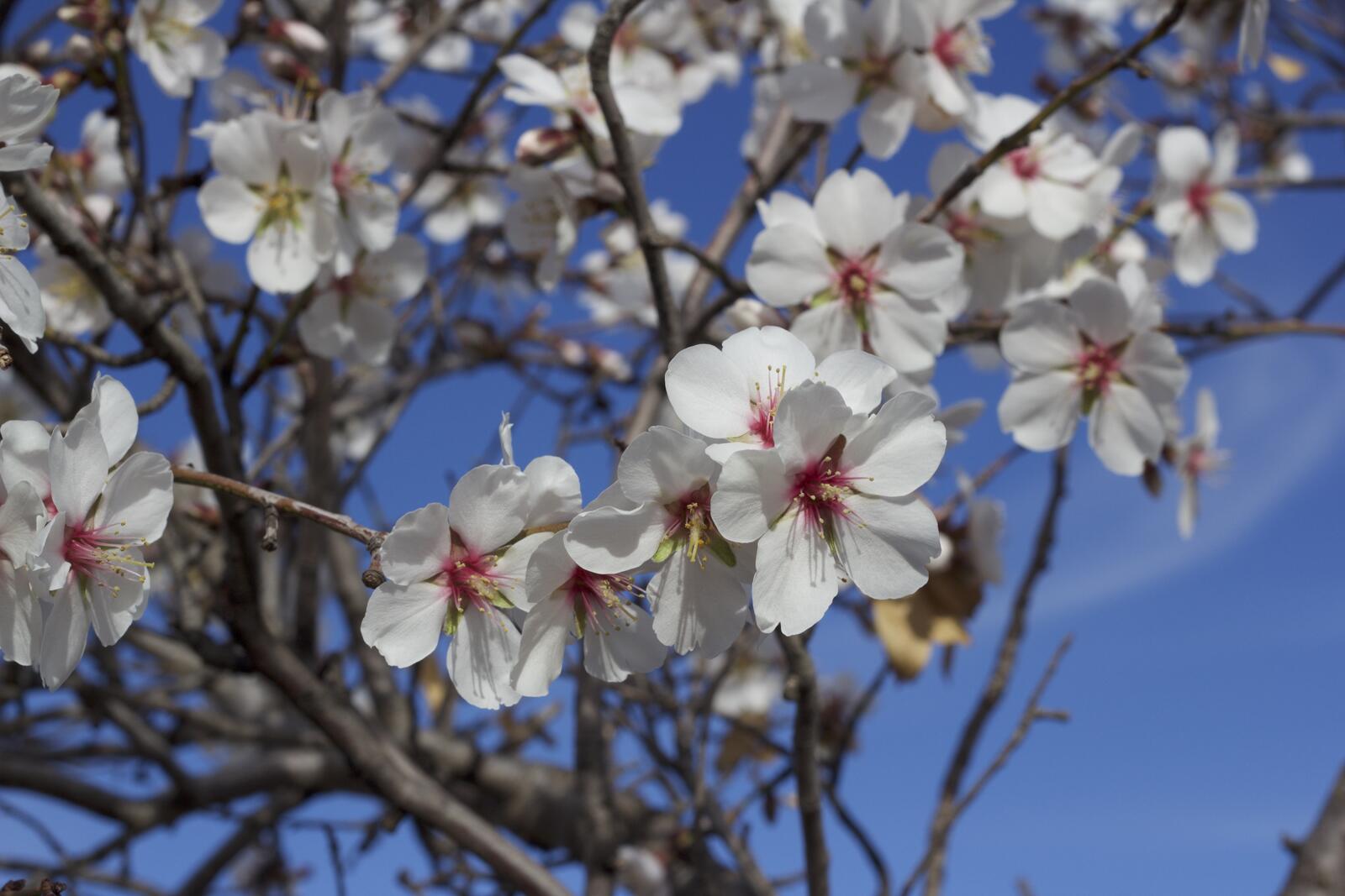 Бесплатное фото Белые маленькие цветы на дереве