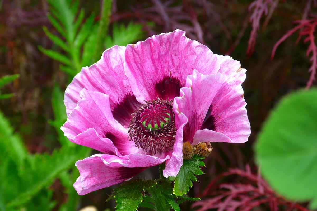 A blooming pink poppy flower