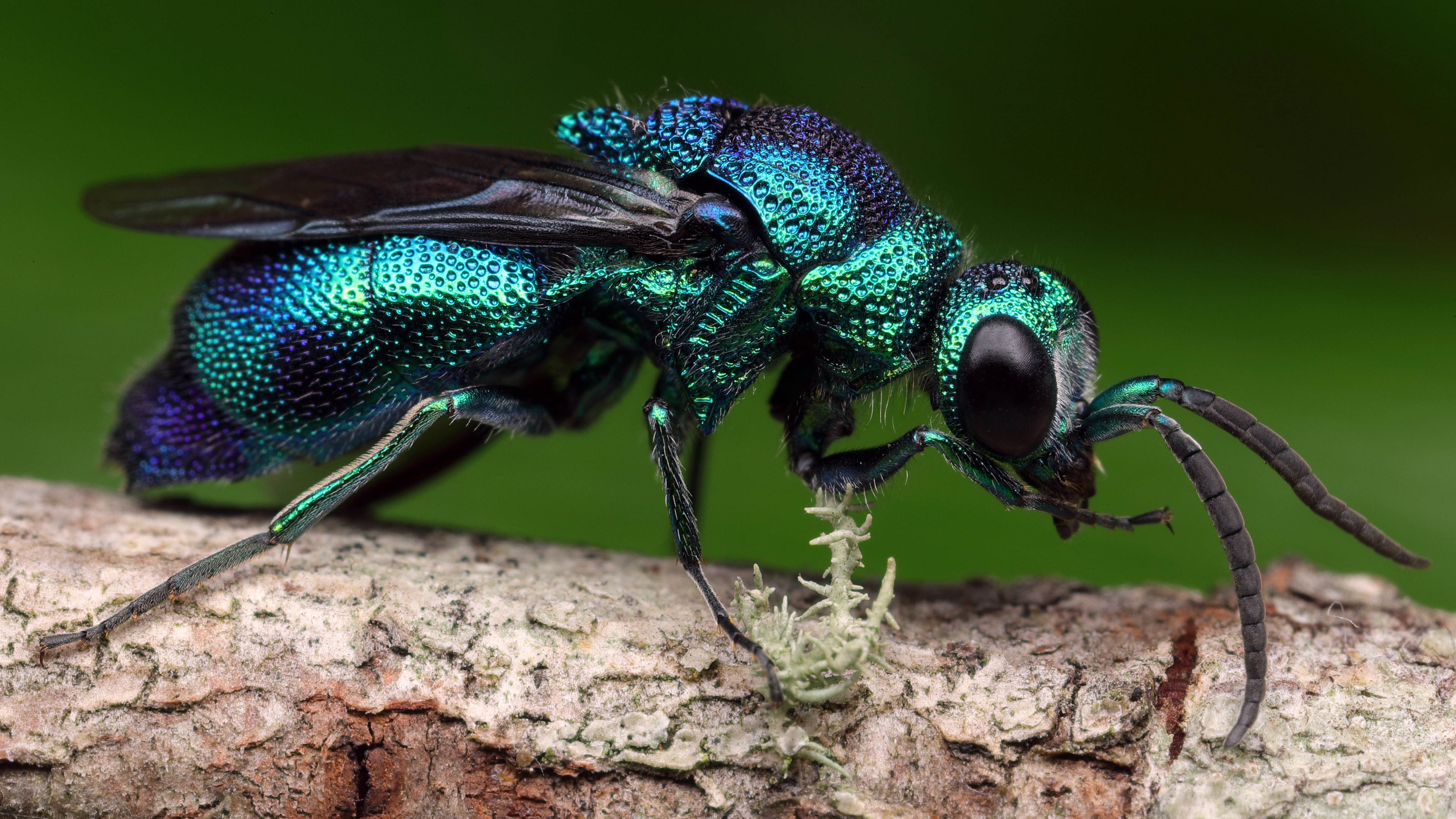 An unusual blue-colored wasp