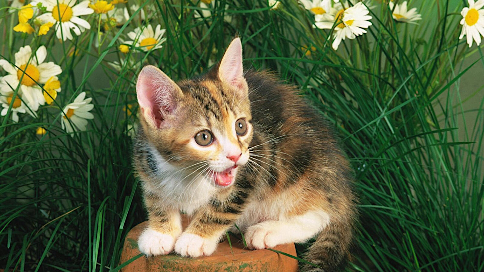 Бесплатное фото Маленький котенок среди зеленой травы с ромашками