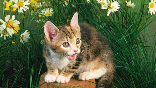 Маленький котенок среди зеленой травы с ромашками