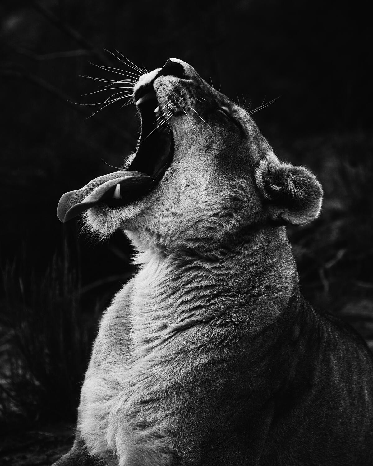 Зевающая львица с вытянутым языком на серном фоне