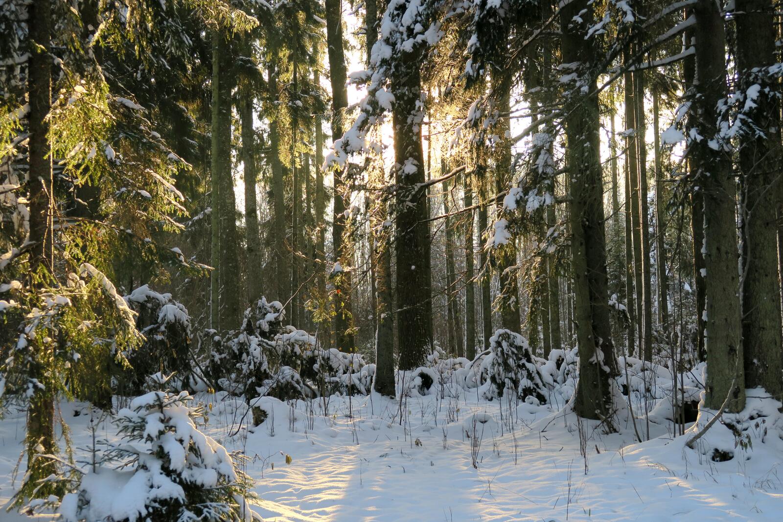 Бесплатное фото Обои зима в лесу