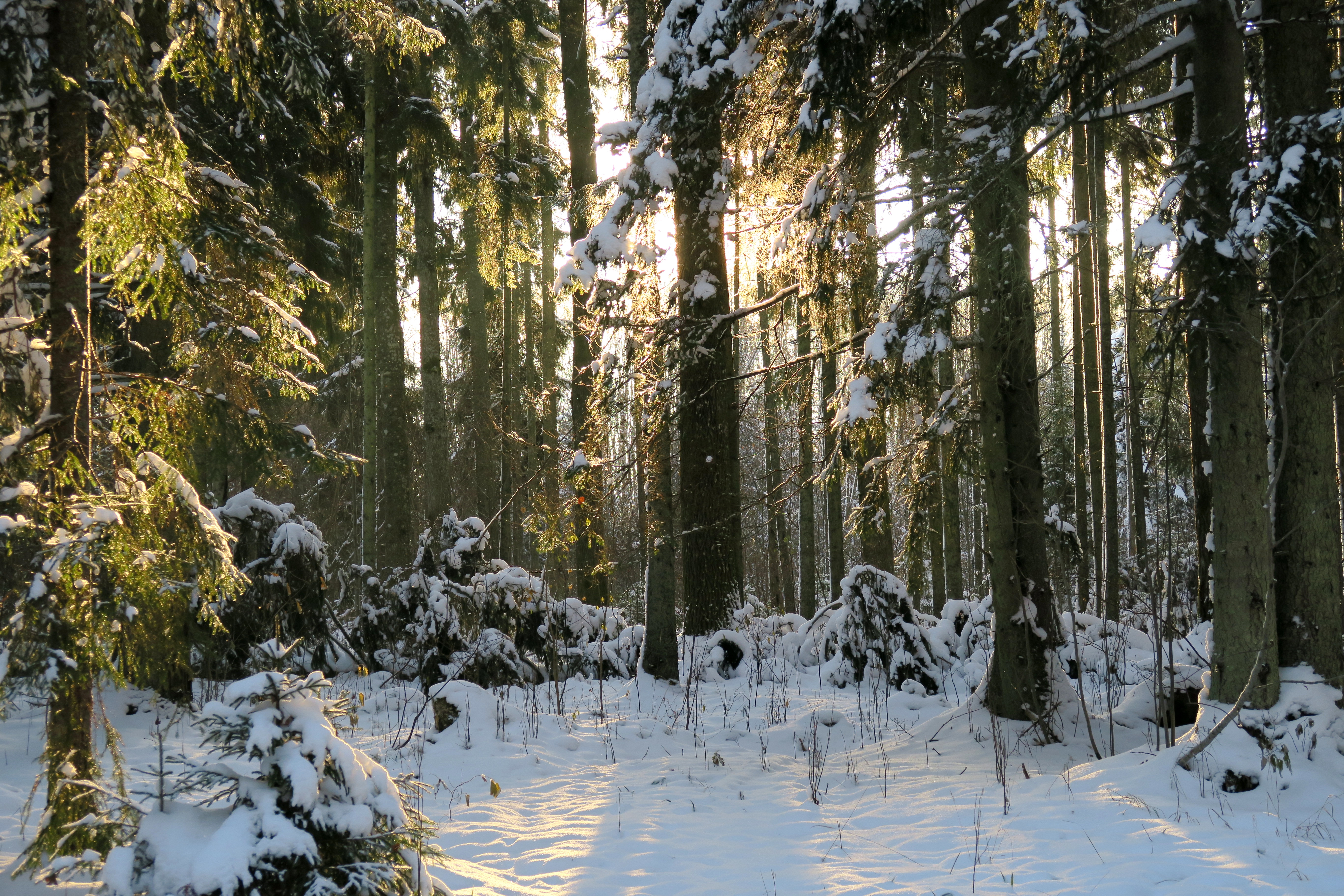 免费照片森林中的冬季壁纸