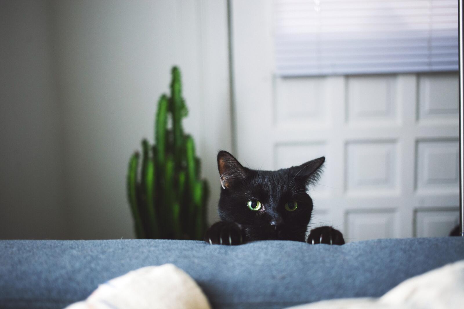 Бесплатное фото Любопытный черный кот