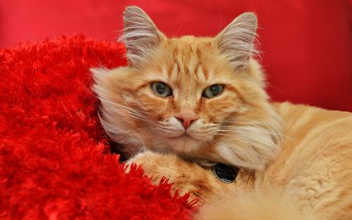 Рыжий кот лежит на красном одеяле