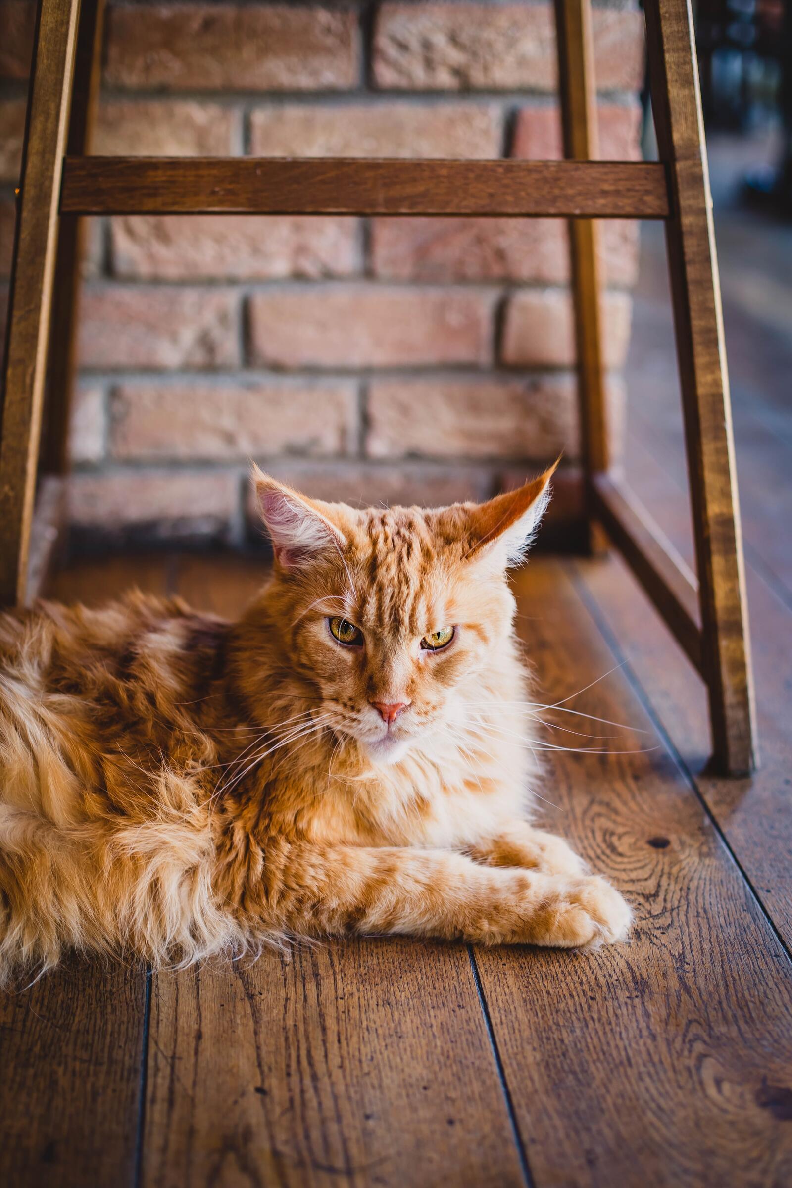 Бесплатное фото Злой рыжий имбирный кот лежи и наблюдает
