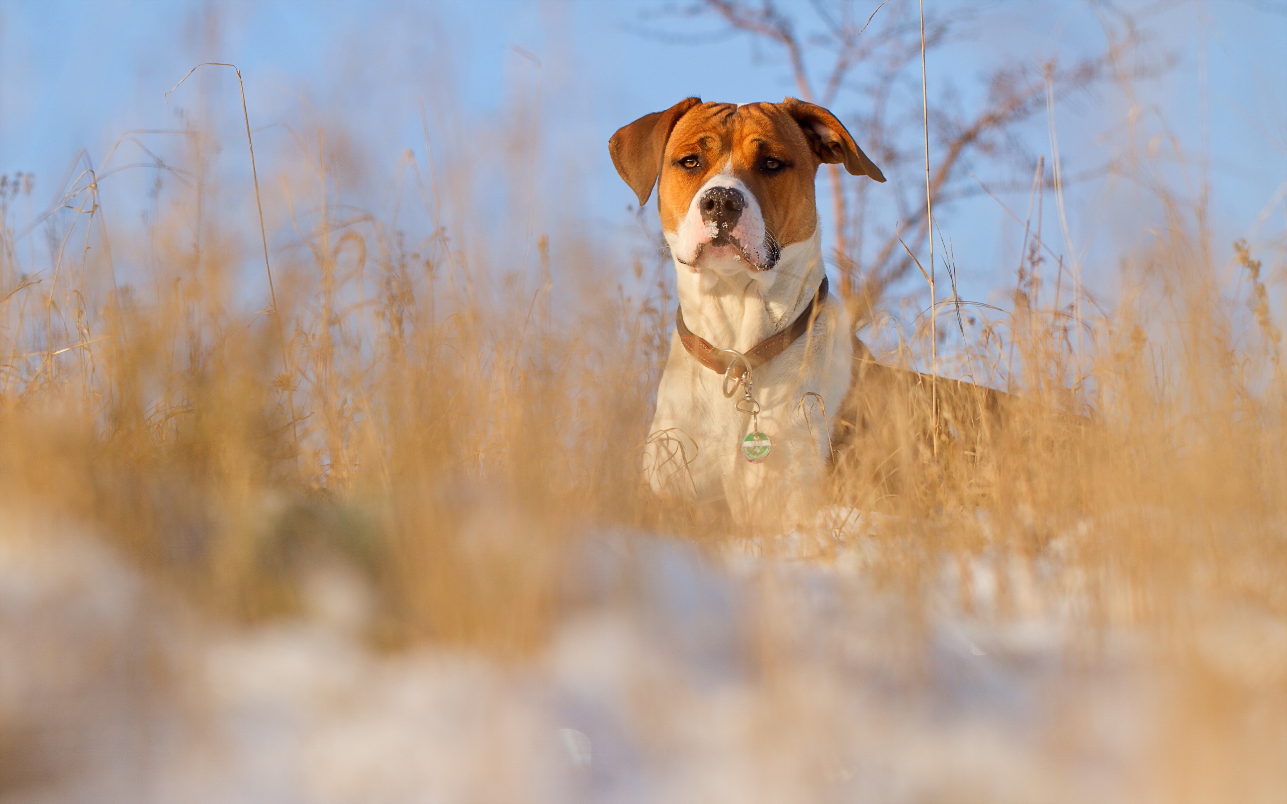 免费照片拉布拉多猎犬在冬季草坪上散步