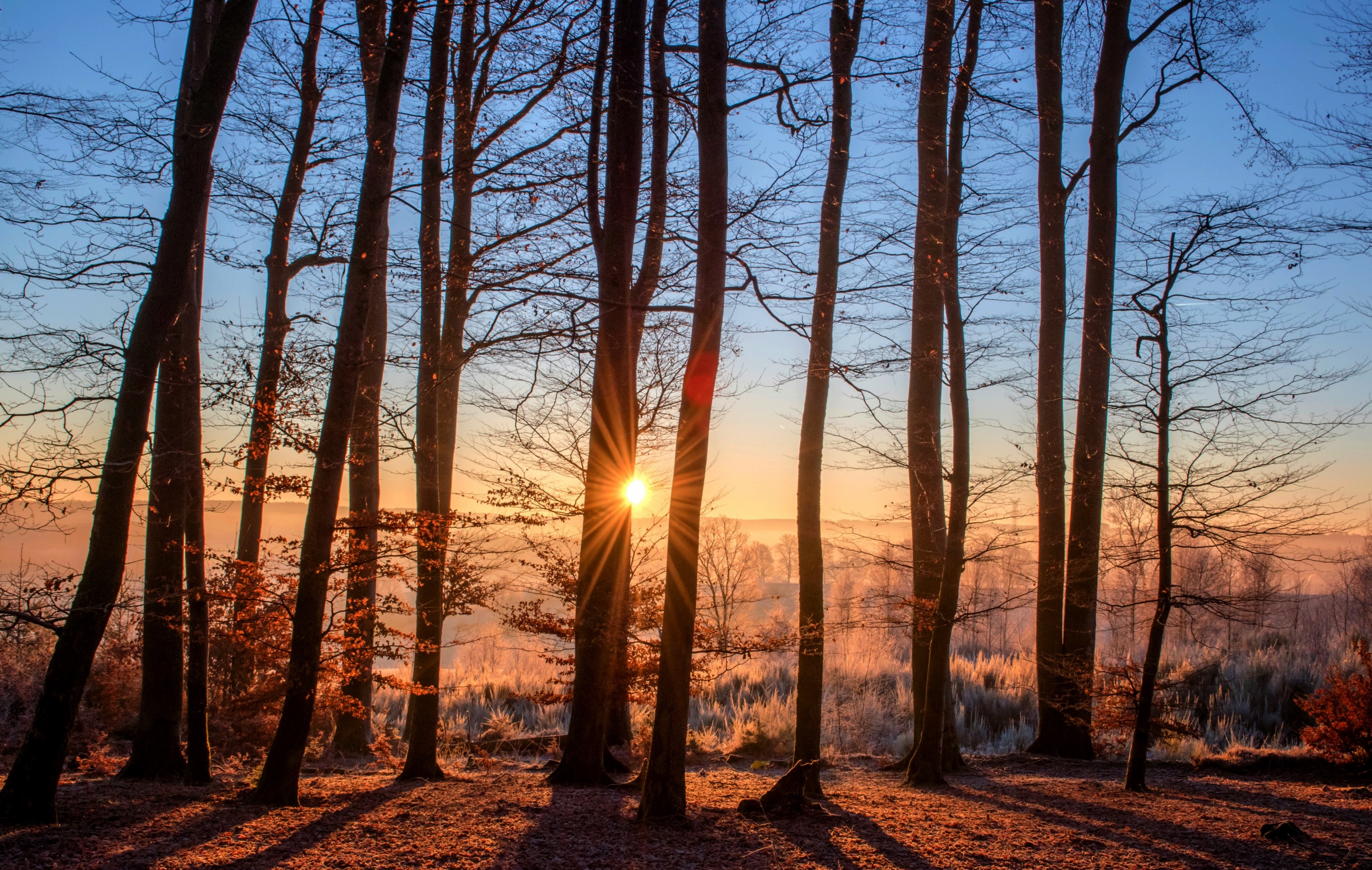 Freezing temperatures in the forest during the morning sunrise