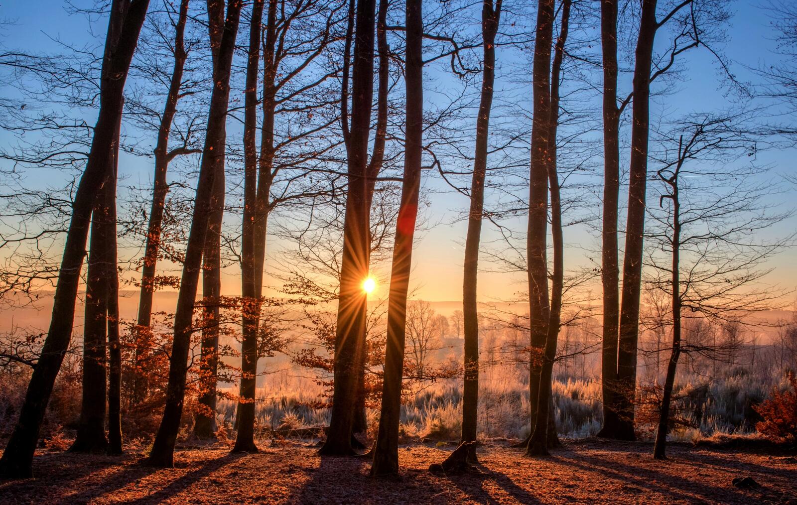 Бесплатное фото Заморозки в лесу во время утреннего восхода солнца
