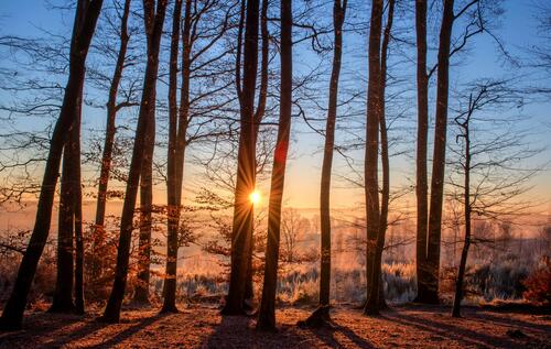 Заморозки в лесу во время утреннего восхода солнца