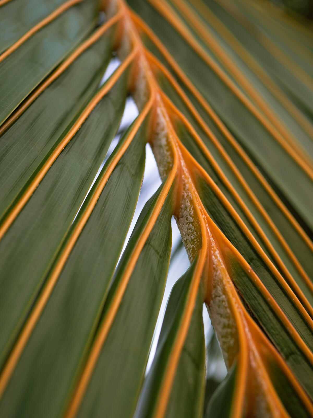 Пальмовый лист крупным планом