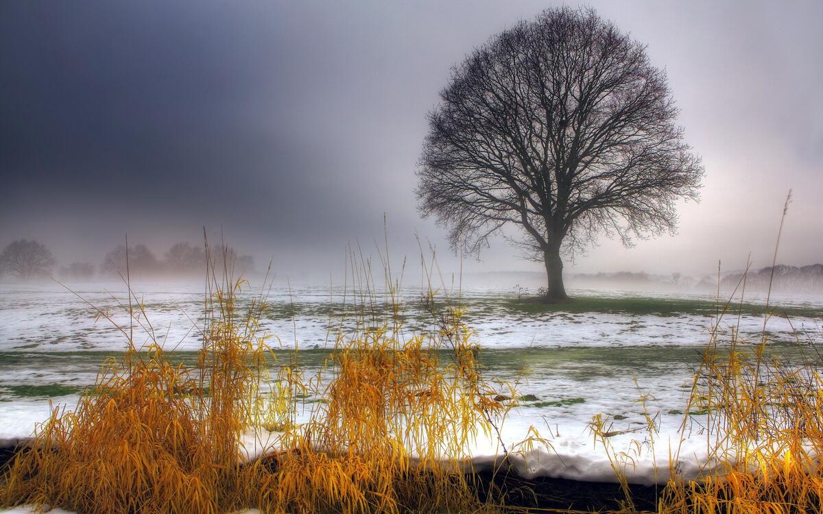 A lone tree without leaves in a snowy field