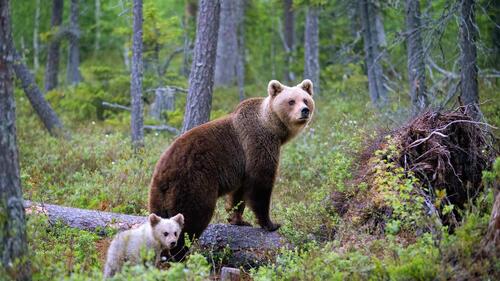 Mama bear with her baby in the woods