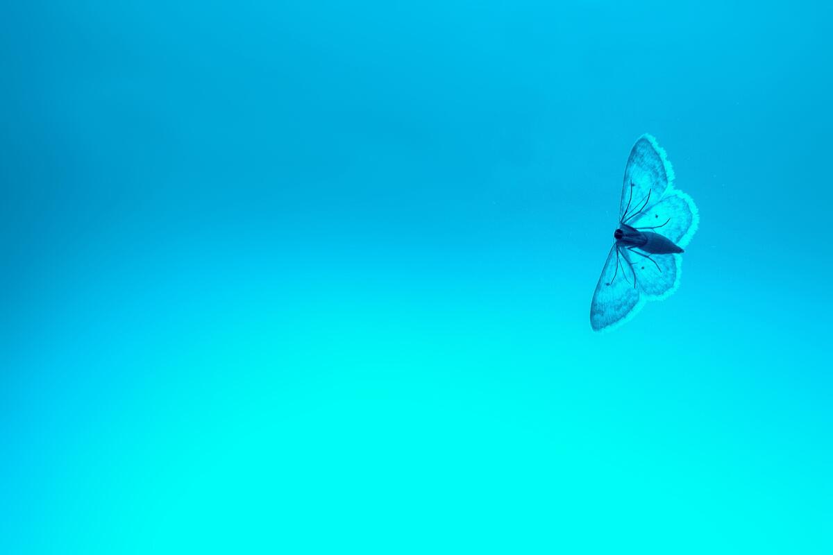Moth on blue background
