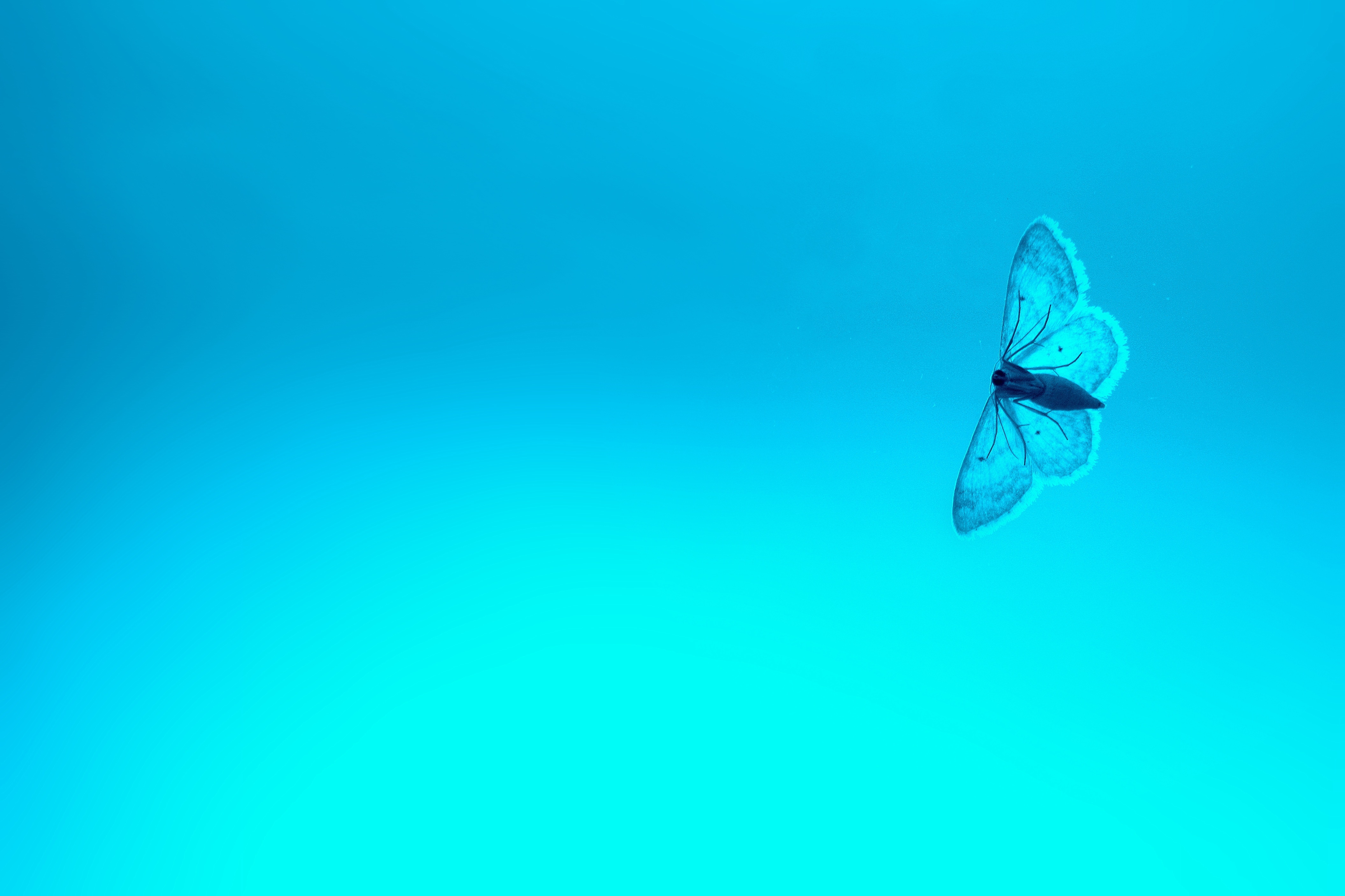 Фото обои голубая бабочка, мотылек, насекомые, насекомое - бесплатные картинки на Fonwall