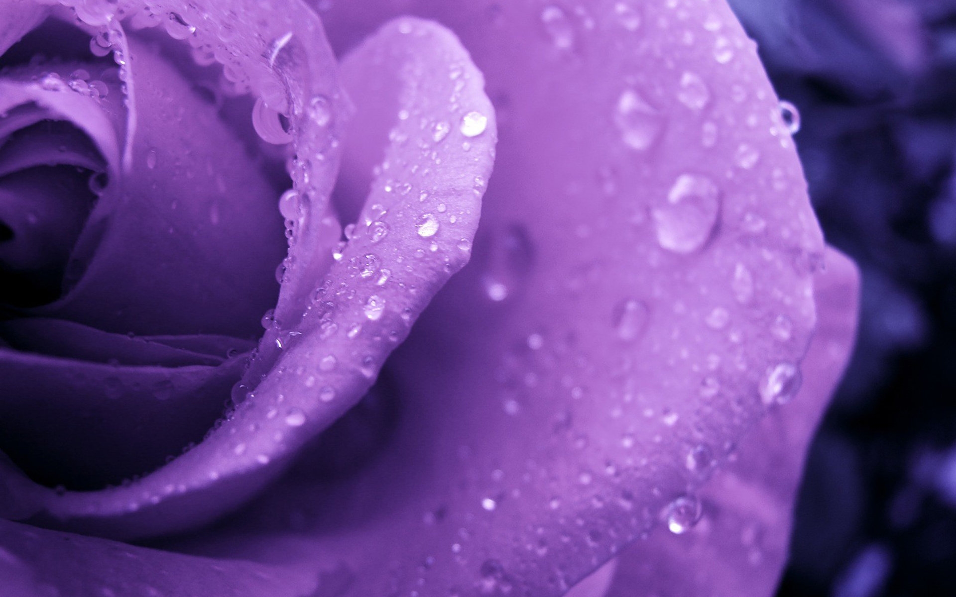 Обои вода, фиолетовый, макро, роза, роса, сиреневый, цветок - бесплатные картинки на Fonwall