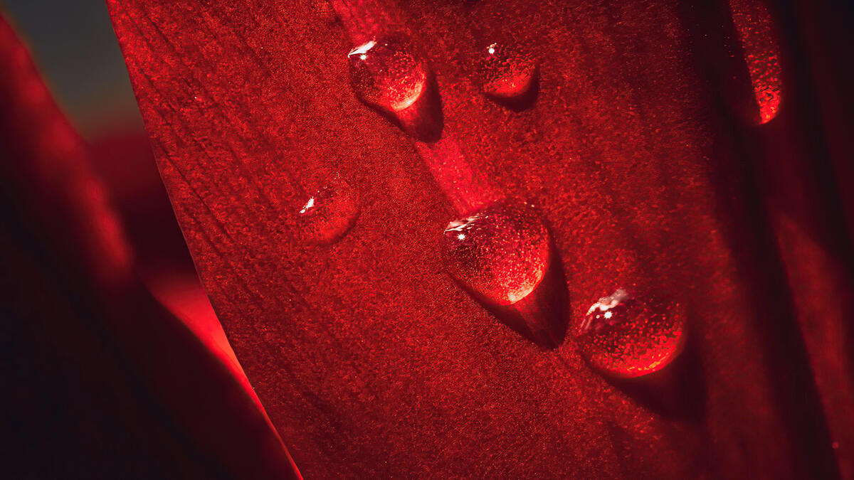 Water droplets on a red petal.