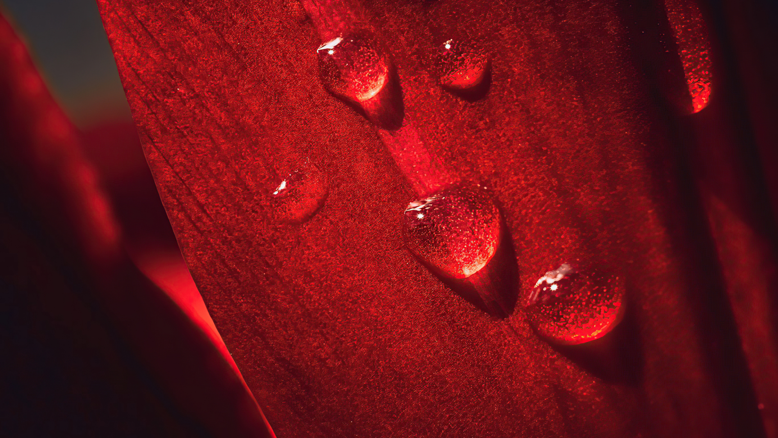 Free photo Water droplets on a red petal.