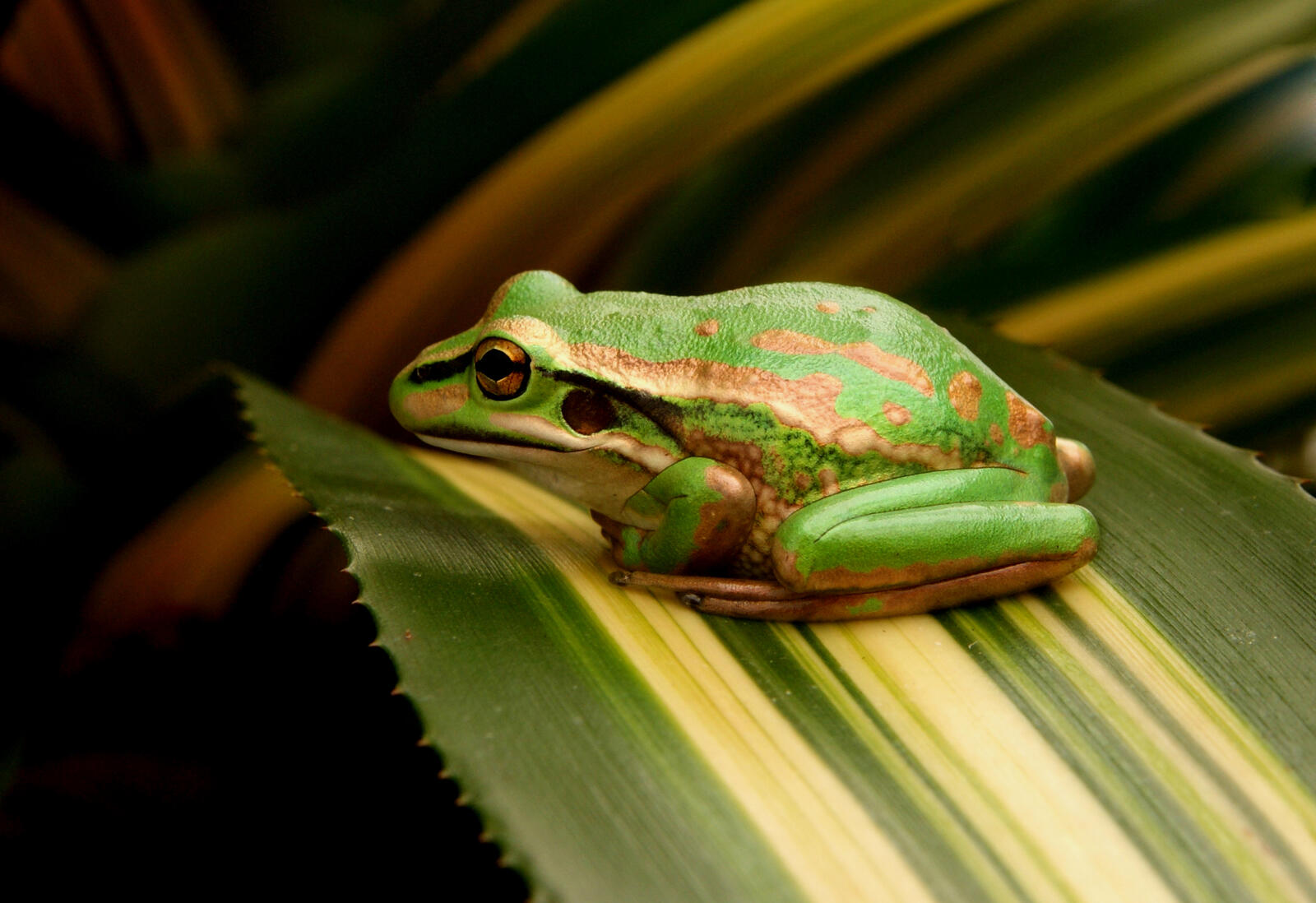 免费照片一只青蛙在绿叶上休息。