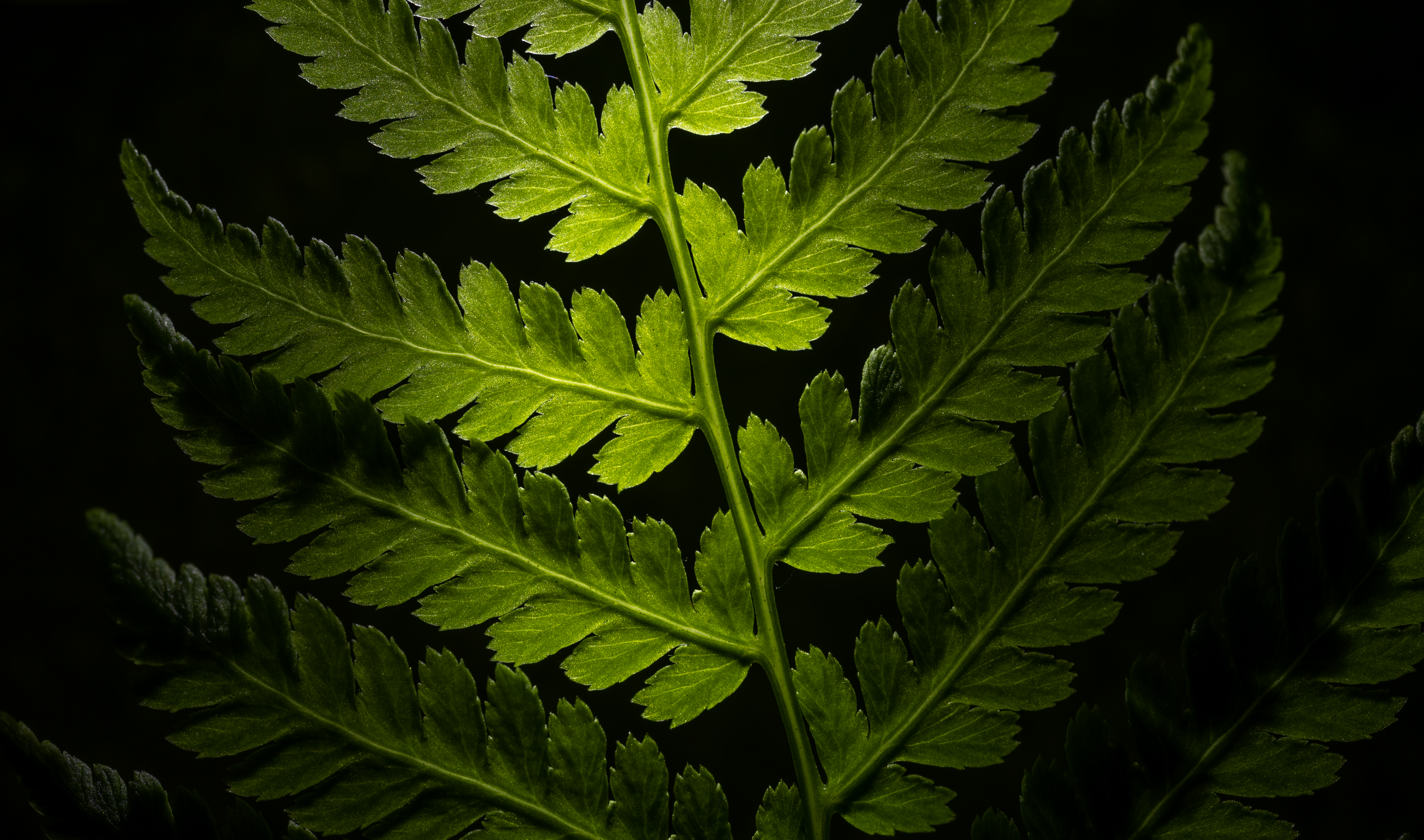 Leaves of a fern on a black background