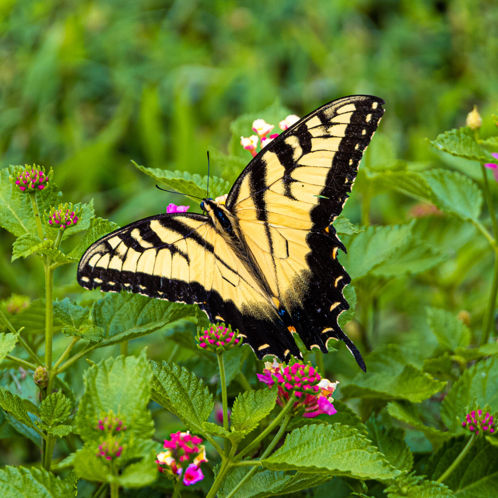 Бесплатное фото Желтая бабочка на зеленой траве