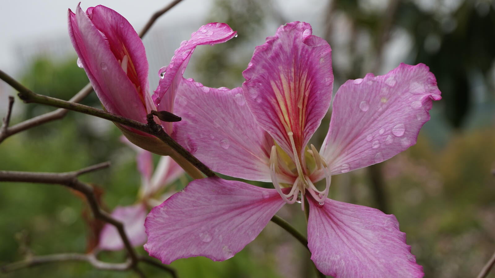 免费照片带有晨露的紫荆花