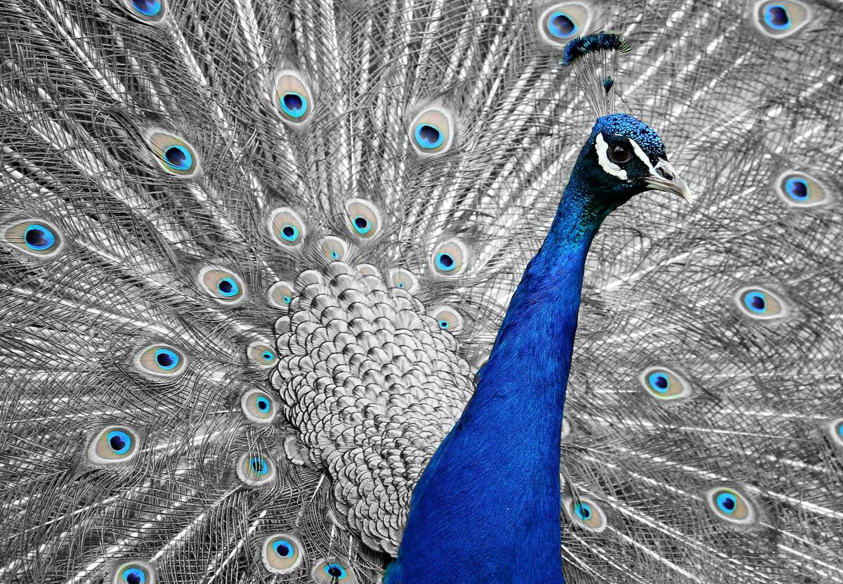 A peacock with a white tail