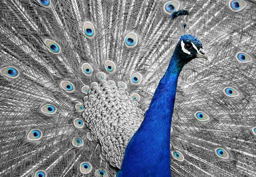 A peacock with a white tail