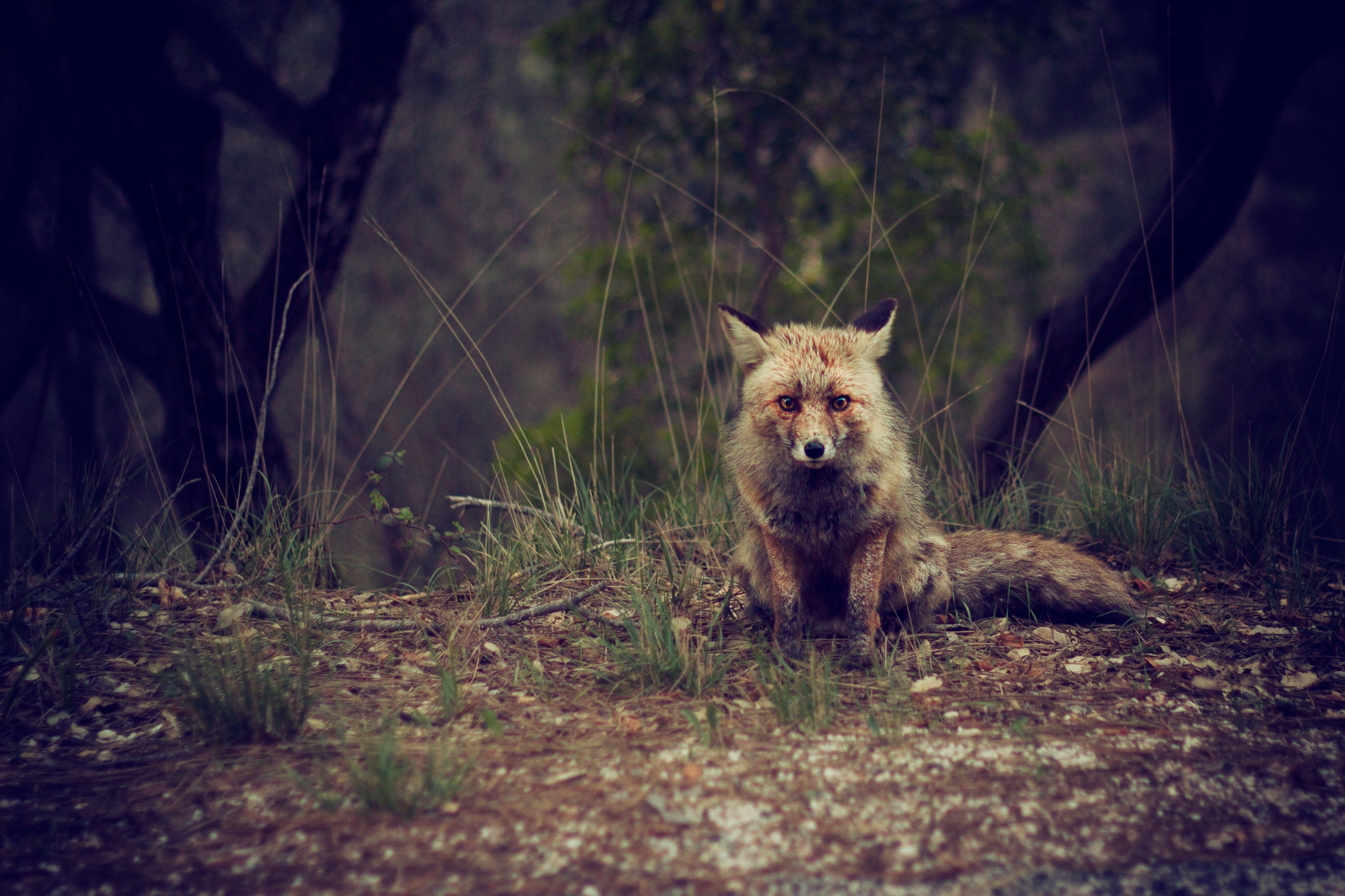 Free photo A wild fox in the woods
