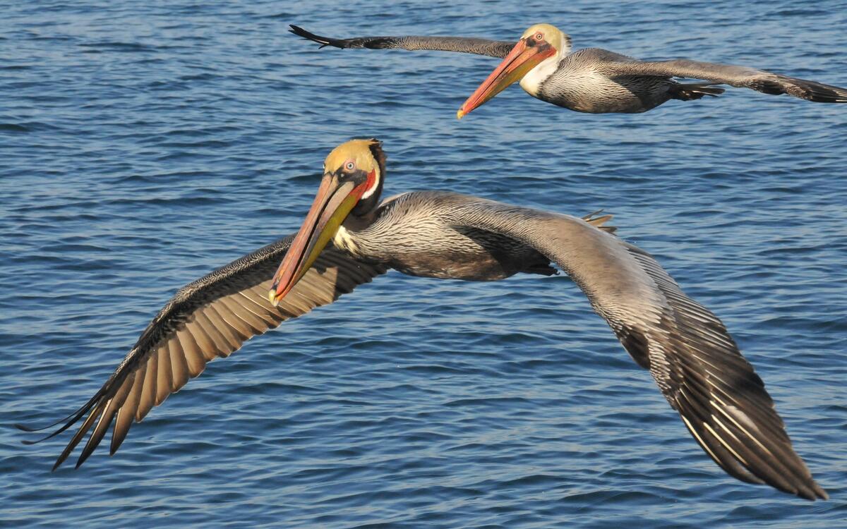 Pelicans fly over the surface of the water
