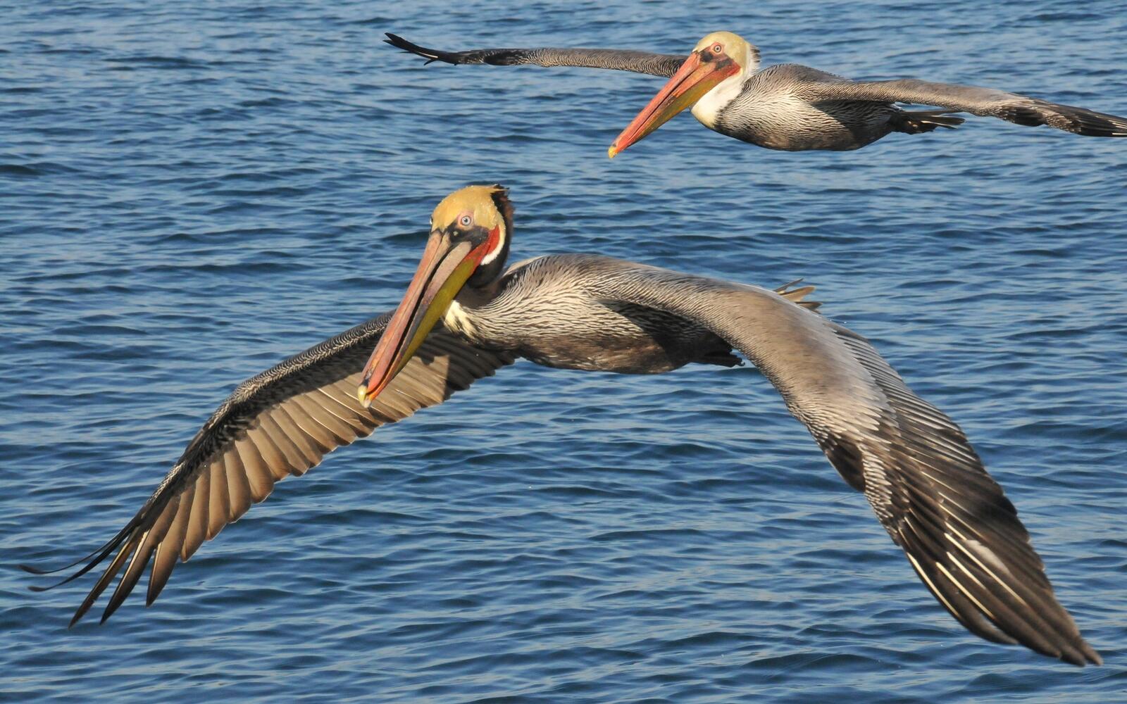 Free photo Pelicans fly over the surface of the water